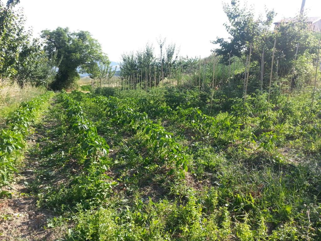 Agriturismo Eutopia Сан Лео Екстериор снимка